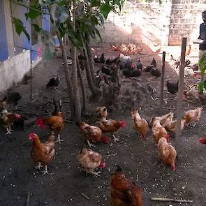 De Home Broiler-moederdieren scharrelen het hele jaar buiten in een kippenren. De Gambiaanse medewerker van Wim heeft zojuist maïs gestrooid zodat de kippen wat te pikken hebben. Vaak gaat er ook gras en bladeren in de buitenren om ze bezig te houden.