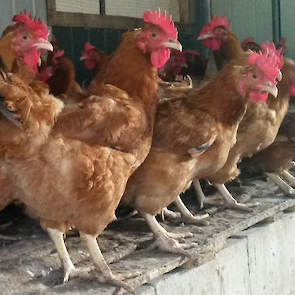 Home Broiler  (HB) moederdieren. De vleeskuikens uit deze broedeieren wegen na 9 weken 2,5 tot 3  kilo. „En daar staan de Gambianen telkens opnieuw van te kijken, daarom worden ze ook allemaal verliefd op deze dieren”, licht Wim toe.