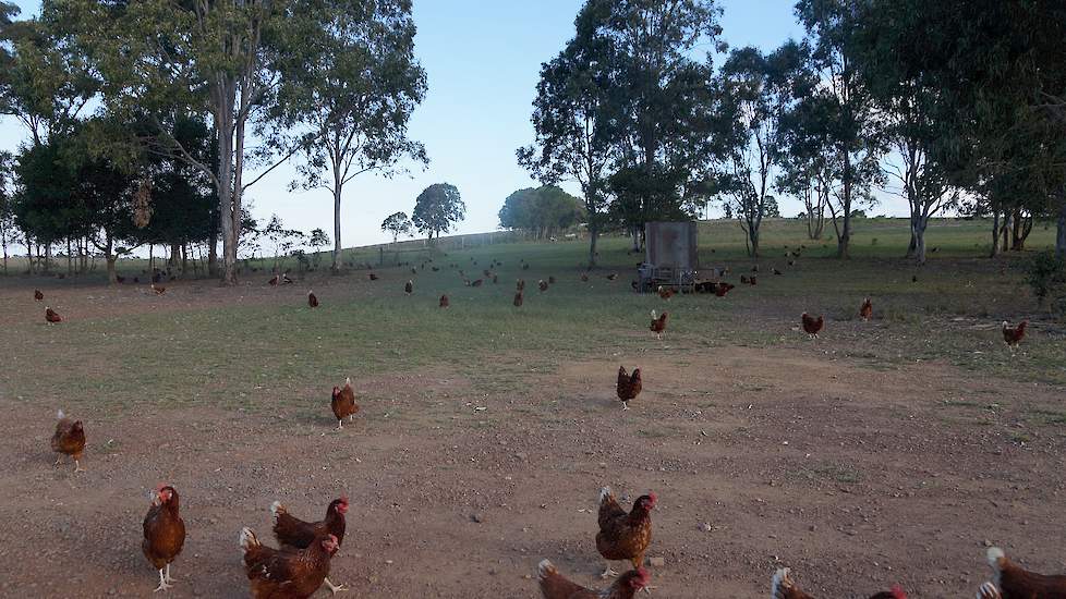 Fraser Coast Free Range Eggs is een van de vier biologische leghenbedrijven in Australië.  Max en Pam Alexander houden 60.000 biologische hennen in Dundowran, een dorpje bij de kustplaats Hervey Bay in Queensland in het Noord-Oosten van Australië.