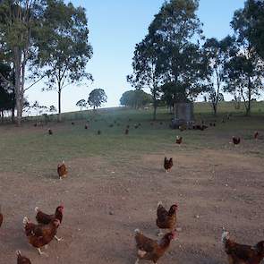 Fraser Coast Free Range Eggs is een van de vier biologische leghenbedrijven in Australië.  Max en Pam Alexander houden 60.000 biologische hennen in Dundowran, een dorpje bij de kustplaats Hervey Bay in Queensland in het Noord-Oosten van Australië.