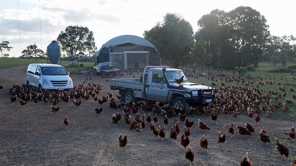 Het bedrijf is 137 hectare groot en heeft een vergunning om 200.000 hennen te houden. Op het terrein staan op grote afstand van elkaar zeven boogstallen. De weg loopt dwars door de uitloop.