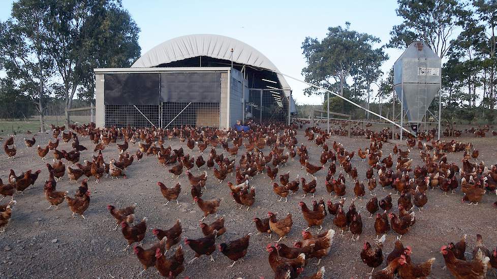 Max en Pam Alexander kopen grondstoffen en mengen het voer zelf. „Biologische soja uit China, tarwe, een kern en sorghum. Mais wordt in Australië niet gebruikt voor pluimveevoer. Alexander mengt het voer met een tractor en vult daarmee bij elke stal de si