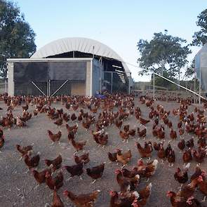 Max en Pam Alexander kopen grondstoffen en mengen het voer zelf. „Biologische soja uit China, tarwe, een kern en sorghum. Mais wordt in Australië niet gebruikt voor pluimveevoer. Alexander mengt het voer met een tractor en vult daarmee bij elke stal de si