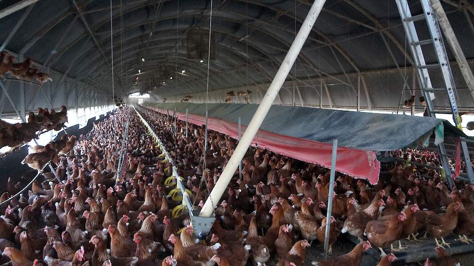 De zeven stallen zijn boogstallen met drinknippels en voerpannen. De stallen zijn eenvoudig: bogen met open zijkanten. In de zomer zorgen extra ventilatoren voor koeling. In het midden een legnest van een Australisch merk. Een eierraapmachine komt van ach