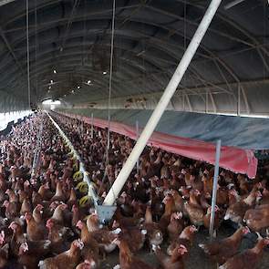 De zeven stallen zijn boogstallen met drinknippels en voerpannen. De stallen zijn eenvoudig: bogen met open zijkanten. In de zomer zorgen extra ventilatoren voor koeling. In het midden een legnest van een Australisch merk. Een eierraapmachine komt van ach