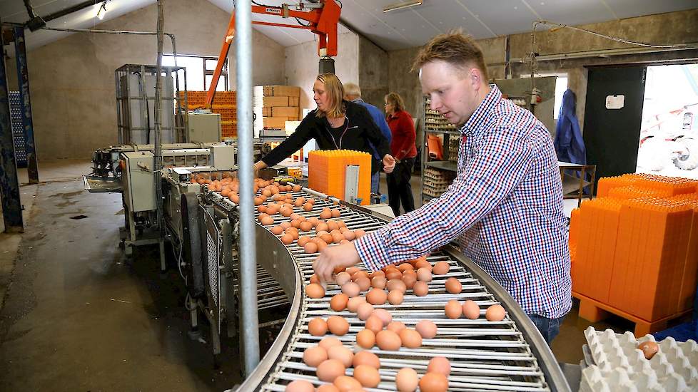 De eieren van beide stallen komen samen in het eierlokaal.