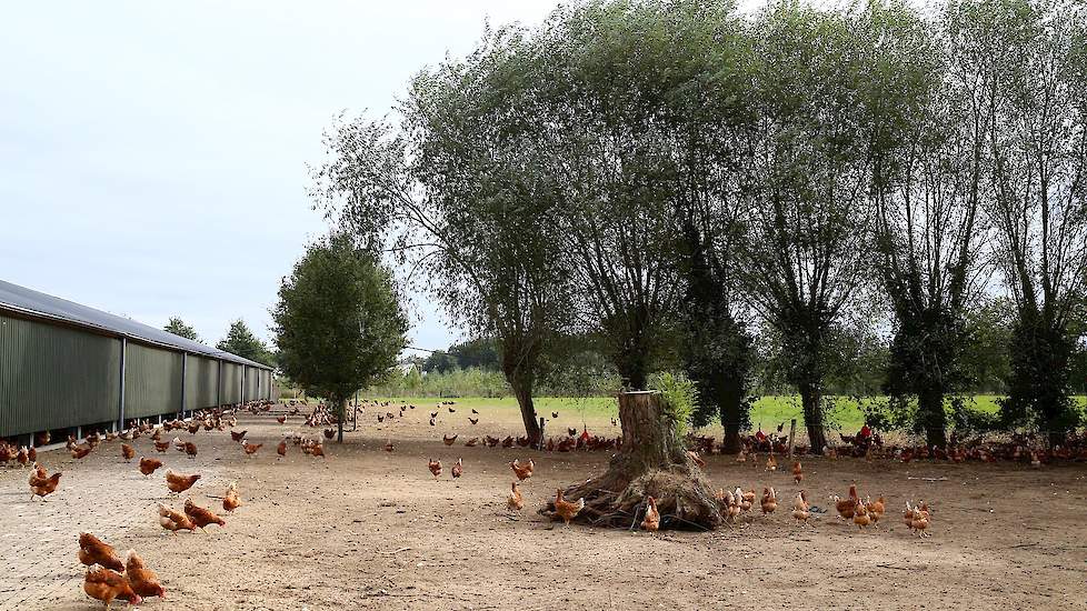 De hennen scharrelen op deze zonnige oktoberdag vrolijk rond. „Nu kunnen ze nog mooi buiten scharrelen, maar in de winter mogen ze van mij naar binnen”, zegt Jaap. „Ze zijn toch helemaal van de pot gepleurd om te verplichten dat uitloop hennen 365 dagen p