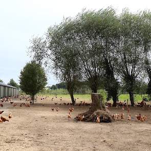 De hennen scharrelen op deze zonnige oktoberdag vrolijk rond. „Nu kunnen ze nog mooi buiten scharrelen, maar in de winter mogen ze van mij naar binnen”, zegt Jaap. „Ze zijn toch helemaal van de pot gepleurd om te verplichten dat uitloop hennen 365 dagen p