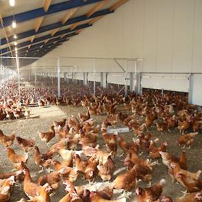 Van de Heg hing drinktorens in de wintergarten. „Ik zie opmerkelijk veel hennen hiervan drinken”, zegt Jaap. Ook plaatsten de pluimveehouders gastbetonblokken om de hennen afleiding te bieden. In de stal hangen netten, waar luzerne balen in zitten. Van de