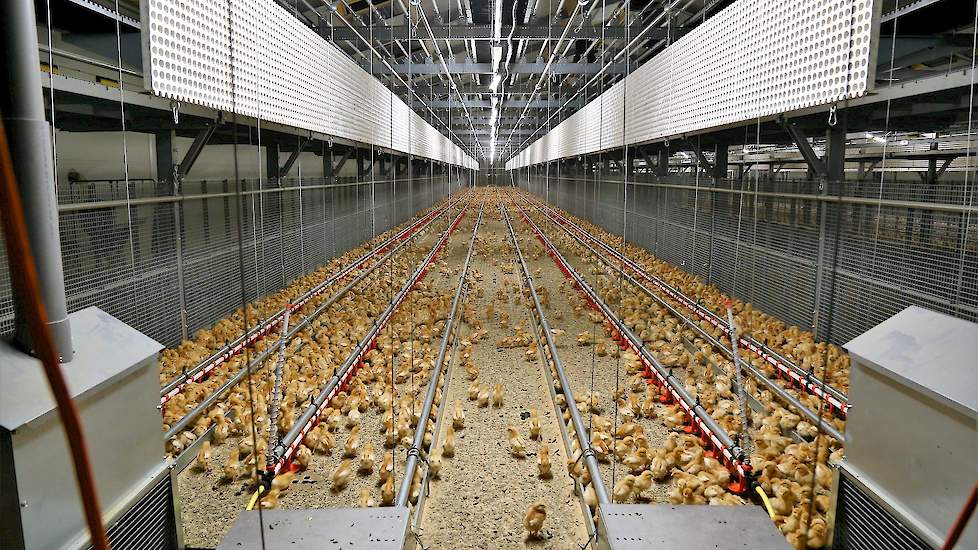 De ouders van Arjen houden 16.000 biologische leghennen en biologische vleesvarkens in Terschuur, circa 15 minuten rijden vanaf Kootwijkerbroek. Arjen wilde ook graag boer worden en nam het bedrijf in Kootwijkerbroek over van zijn schoonouders. Hij houdt