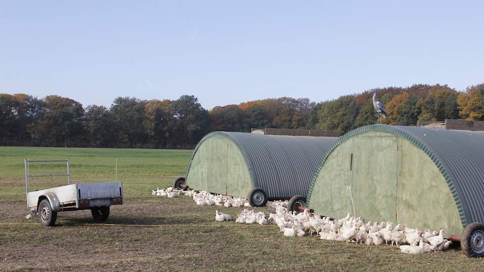 Ado Bloemendal is bedenker van het Pure Graze-concept. Hij startte hier in 2003 mee voor melkvee en breidde dit uit. Momenteel is er van Pure Graze rund-, varkens-, lams- en kippenvlees te koop en ook kaas. Veehouders kunnen zich bij hem aanmelden om te w