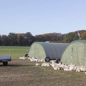 Ado Bloemendal is bedenker van het Pure Graze-concept. Hij startte hier in 2003 mee voor melkvee en breidde dit uit. Momenteel is er van Pure Graze rund-, varkens-, lams- en kippenvlees te koop en ook kaas. Veehouders kunnen zich bij hem aanmelden om te w