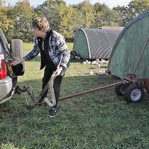 De kuikens gaan in de lente, zomer en herfst na vier weken naar buiten, maar blijven in de winter binnen omdat dat voor de gezondheid van de kuikens beter is. Niek verplaatst dagelijks de vier mobiele stallen zodat de kuikens continue in vers gras kunnen