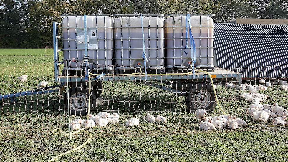 Het water voor de kuikens zit opgeslagen in grote kunststof tanks.