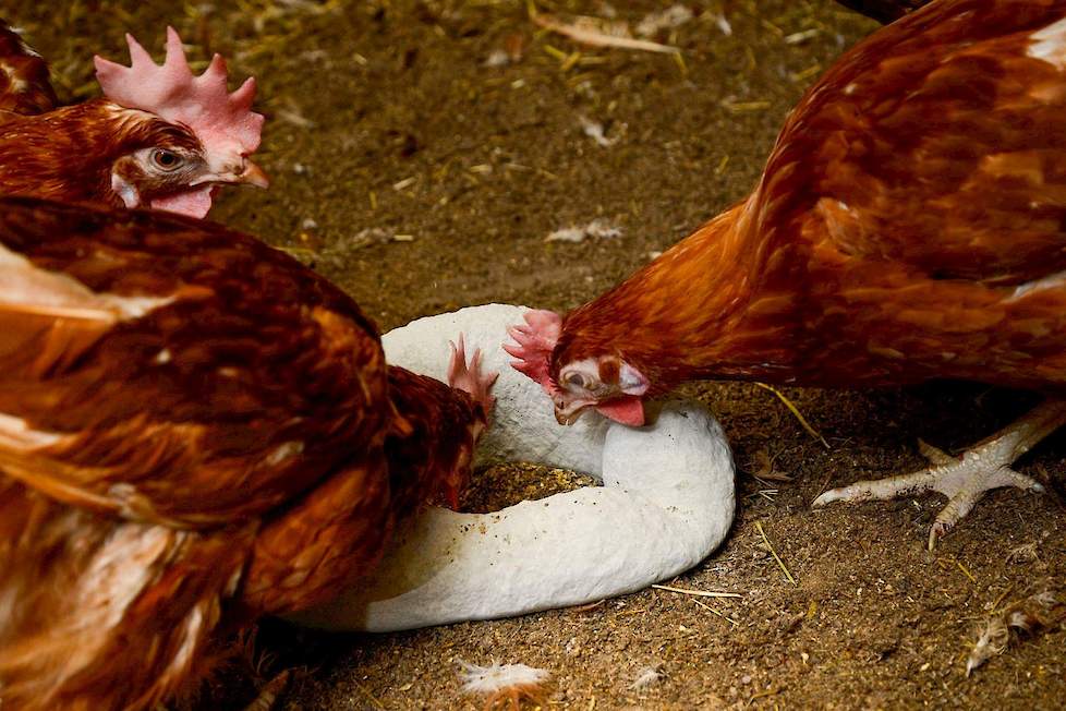 Een aangepikt pikblok. Foto: Agrivaknet.