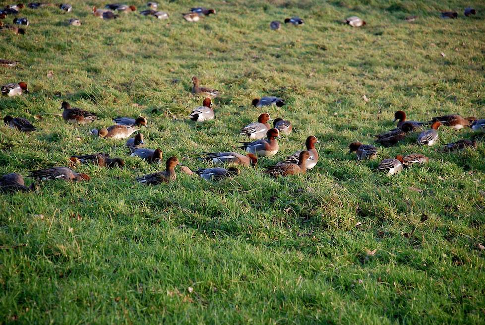 Het meest opvallend waren vanaf begin december de meldingen van circa 500 dode vogels op Texel en circa 1700 dode vogels in Friesland. Ditmaal waren het vooral smienten. Foto: Wikipedia. Op de foto is een groep smienten in een weiland te zien.