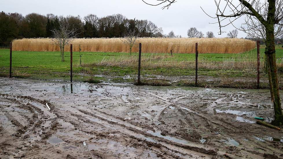 In de uitloop achter hun stal plantte De Vries olifantengras (miscanthus). „De hennen vinden het heerlijk om er tussen te scharrelen. Daarnaast vangt het fijnstof af. Dit blijkt uit een proef bij Schiphol. Wellicht is olifantengras ook een oplossing de pl