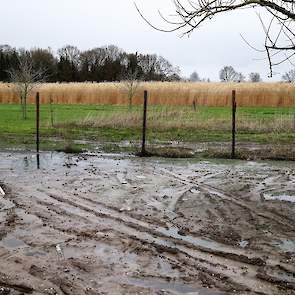 In de uitloop achter hun stal plantte De Vries olifantengras (miscanthus). „De hennen vinden het heerlijk om er tussen te scharrelen. Daarnaast vangt het fijnstof af. Dit blijkt uit een proef bij Schiphol. Wellicht is olifantengras ook een oplossing de pl