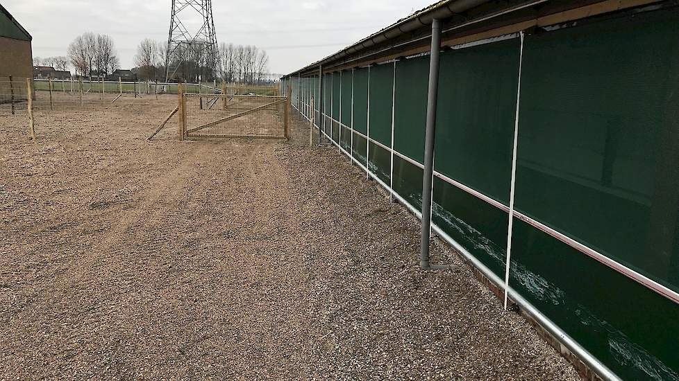 De eerste 20 meter van de uitloop vanaf de stal is voorzien van zeeschelpengrit. „Zo nemen de hennen minder vuil van buiten mee in de stallen”, licht Van Esch toe.