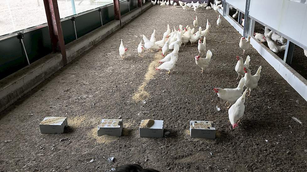 In de uitloop liggen pikblokken voor de hennen. „Dankzij pikblokken bieden we de hennen afleiding. Zo willen we pikkerij voorkomen", verklaart Van Esch.