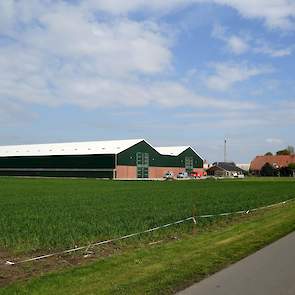 Op de nieuwe stallen zitten - net als op twee van zijn drie oude stallen - witte golfplaten. „Dat scheelt in de zomer een paar tienden graden. De 20 centimeter glaswollen isolatie heeft meer effect”, zegt Kuenen met een glimlach.