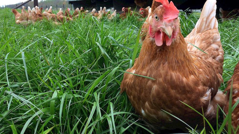 Na het opheffen van de ophokplicht op woensdag 19 april scharrelen de leghennen vrijdag 21 april in het hoge gras buiten rondom de stal.