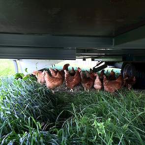 „Onder de mobiele stal kunnen de hennen prima schuilen”, vertelt Sieljes. Hij maakte drie kippenrennen van ieder 1.800 vierkante meter. „Zo gauw de kippen het gras op hebben, verplaatsen we ze naar een andere ren. Aangezien er zo altijd gras in de ren sta