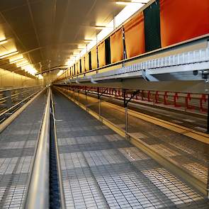 In de bestaande stallen houdt Peelen nu voor het eerst onbehandelde hennen. „De uitval is hoger dan anders, maar voor de rest gaat het tot nu toe goed.” De hennen zijn op moment van schrijven 65 weken oud.