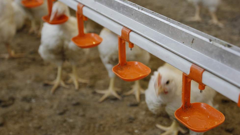 De pluimveehouder koos voor lekschaaltjes onder de nippels zodat het strooisel beter droog blijft.