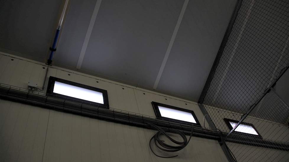 Naast de lichtstraat aan iedere zijkant van de stal, zitten er in de achterwand een aantal ramen. De familie koos voor hoogfrequente TL verlichting en LED slangen in het systeem.