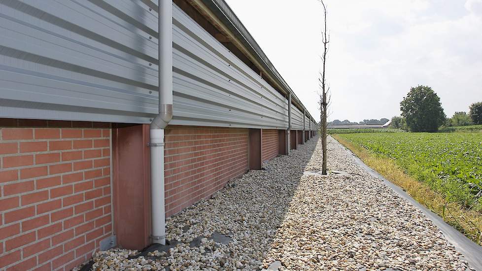 Naast de stal ligt grint. „Muizen en ratten lopen minder graag over grint dan bijvoorbeeld door gras. Door gras of ontkruid zijn ze toch beter beschut tegen natuurlijke vijanden. Het grint verlaagt de kans dat ongedierte de stal binnenkomt”, motiveert de