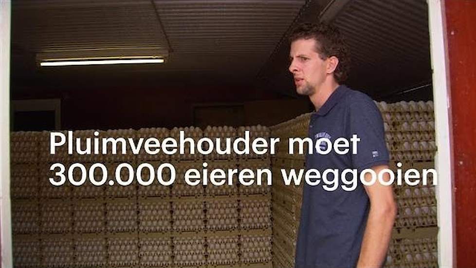 Pluimveehouder moet 300.000 eieren weggooien - RTL NIEUWS