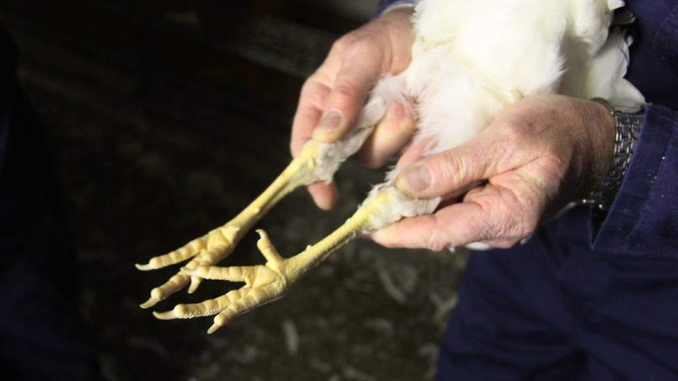 Ook de stand van de poten en de voetzolen worden bekeken. Paul Swennen staat bekend als een kritische opfokbegeleider: „Een gezond kuiken is de basis van een goede start,” zegt Paul Swennen. Hij bezoekt het opfokbedrijf binnen 4 dagen na opzet en daarna m