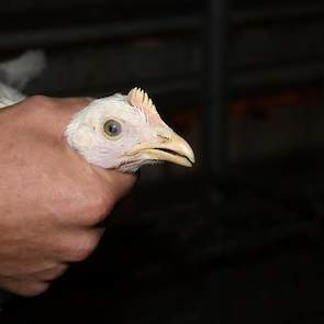 Het opfokken van kippen met onbehandelde snavels vindt Lander een mooie uitdaging. „De start is gemakkelijker. Je moet nog alerter zijn op het gedrag. Bij witte kippen valt bloed snel op, bij bruine minder,” licht de opfokker toe. Bij de opfok voor Nederl