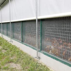 Met het witte doek kan Vonk in de winter kou tegenhouden. De pluimveehouder ziet niets in onoverdekte uitloop. „Dat is vragen om ziekte insleep.” Vonk werkte vroeger bij een opfokbedrijf van vleeskuikenouderdieren. „De eigenaar van dat bedrijf was altijd