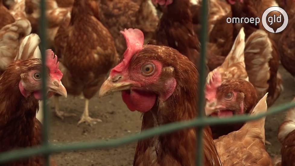 De vlag gaat uit bij pluimveehouder Terschuur: eerste eieren sinds fipronilcrisis verkocht