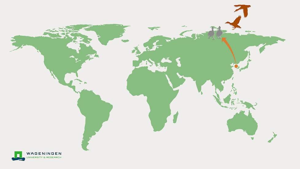 Route trekvogels met vogelgriep (korte animatie)