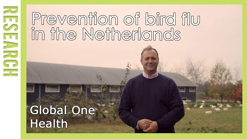 Global One Health: Preventie van vogelgriep in Nederland | WUR