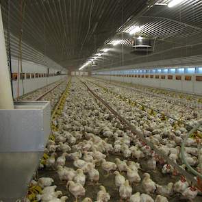 Westerbeek richtte alle stallen hetzelfde in. Na zijn studie aan de HAS werkte hij zestien jaar als voervoorlichter bij Agrifirm. „In mijn jaren als voervoorlichter heb ik veel stallen gezien. Voor de nieuwbouw heb ik goed nagedacht over de inrichting. Bo