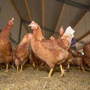 De pluimveehouder houdt nu voor het eerst allemaal onbehandelde hennen. Kort na opzet van de dieren in november, hebben de hennen nog een prachtig verenkleed.