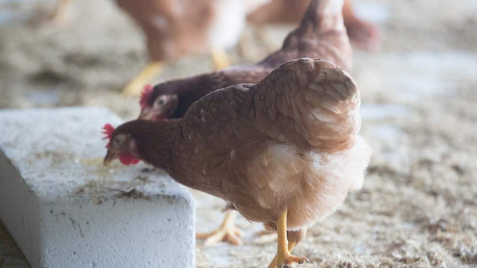 Naast luzerne balen werkt Lagerweij ook met pikblokken.