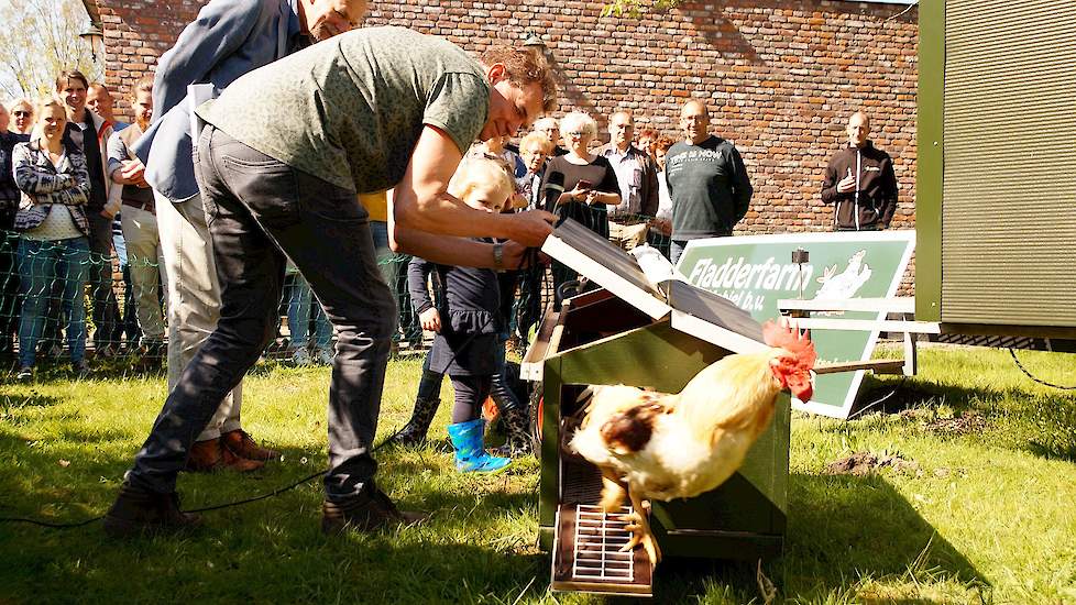 De opening vond ludiek plaats door een volwassen haan te bevrijden uit de minicaravan.  Zo zien de hanen eruit op de slachtleeftijd over  12 tot 16 weken.