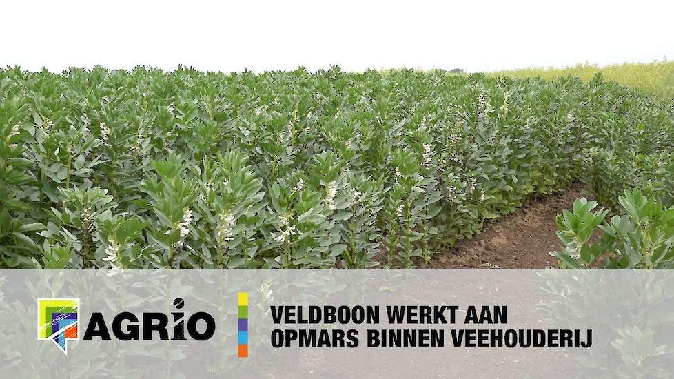 Veldboon werkt aan opmars binnen veehouderij