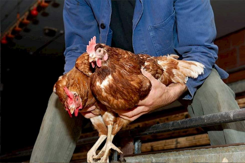 Uitgelegde hennen uit een Rondeelstal worden sinds april volgens de Zweedse vangmethode gevangen. Bij deze methode hangen kippen niet ondersteboven aan hun poten maar worden ze met maximaal twee tegelijk rondom de borst opgepakt en rechtop in een krat gez