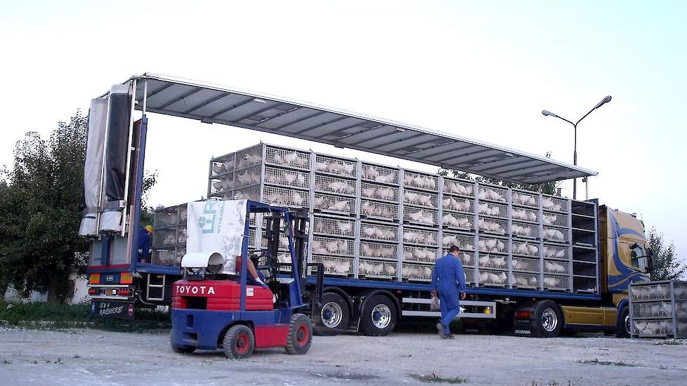 Laden van fokmateriaal ouderdieren in Hongarije.