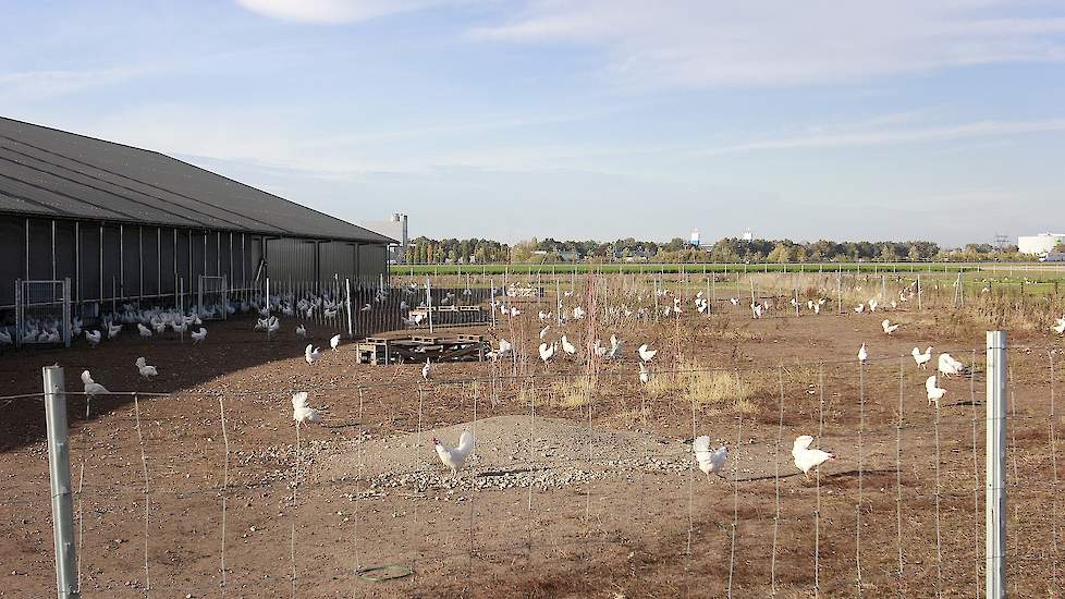 In de uitloop staan afdakjes die de hennen beschutting bieden tegen roofvogels. De begroeiing en bomen in de uitloop moeten nog verder groeien.