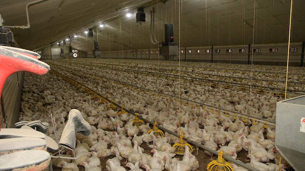 Suzan: “We hebben voor beide stallen aparte laarzen en overalls in een eigen kleur. Volgens ons redelijk uniek en zeker niet op elk bedrijf zo ingericht. We gaan zo dus altijd met de juiste kleiding de stal in. Behalve dierenarts Sible Westendorp en advis