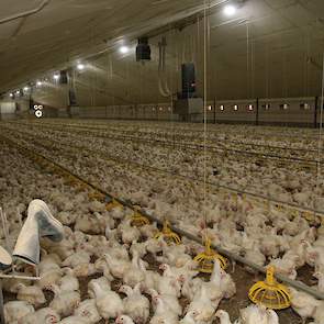 Suzan: “We hebben voor beide stallen aparte laarzen en overalls in een eigen kleur. Volgens ons redelijk uniek en zeker niet op elk bedrijf zo ingericht. We gaan zo dus altijd met de juiste kleiding de stal in. Behalve dierenarts Sible Westendorp en advis