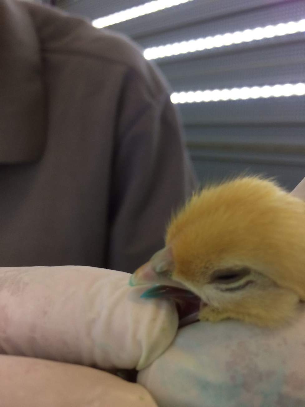 Opname van de gel met vaccin kan gecontroleerd worden door de tongetjes kort na vaccinatie te beoordelen omdat er een blauwe kleurstof aan de gel toegevoegd wordt.