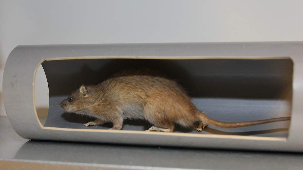 Een bruine rat als voorbeeld in het trainingslokaal. Ongediertebestrijding begint met het voorkomen van plaagdieren.